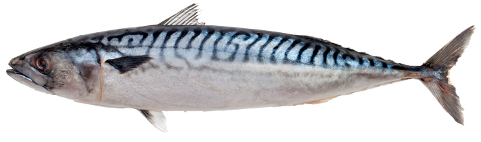 mackerel header