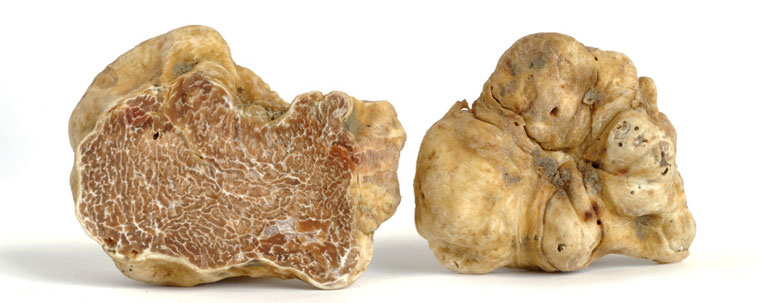 mhfoods truffle white 1